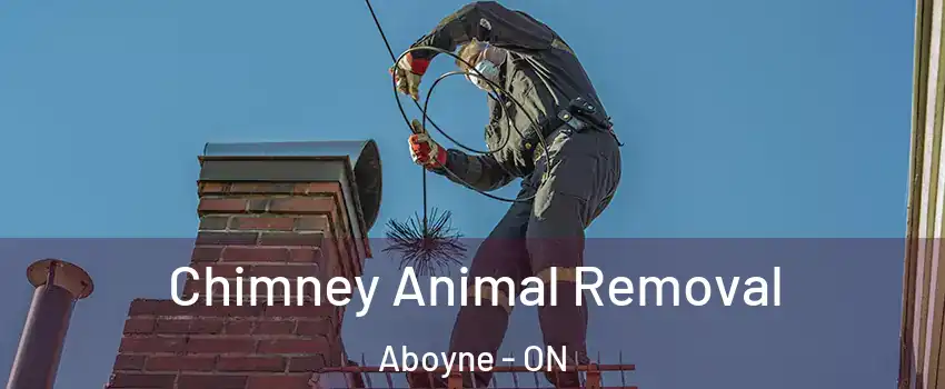  Chimney Animal Removal Aboyne - ON