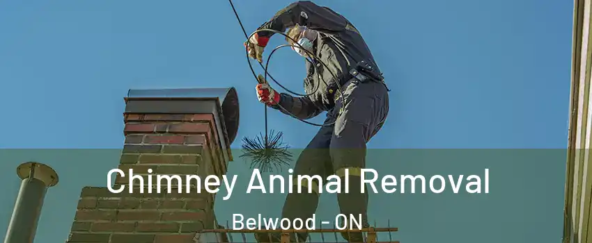  Chimney Animal Removal Belwood - ON