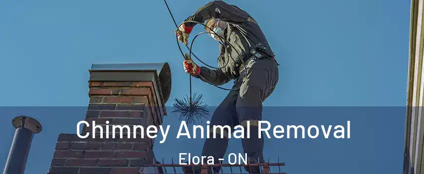  Chimney Animal Removal Elora - ON