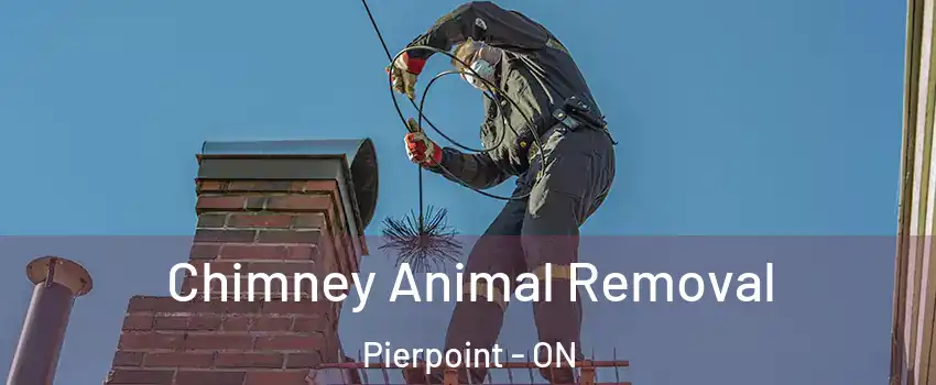  Chimney Animal Removal Pierpoint - ON