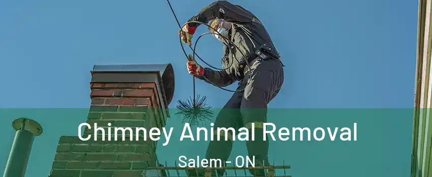  Chimney Animal Removal Salem - ON