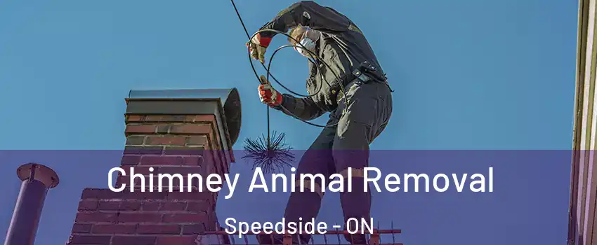  Chimney Animal Removal Speedside - ON